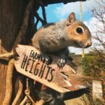 squirrel-at-wells-house